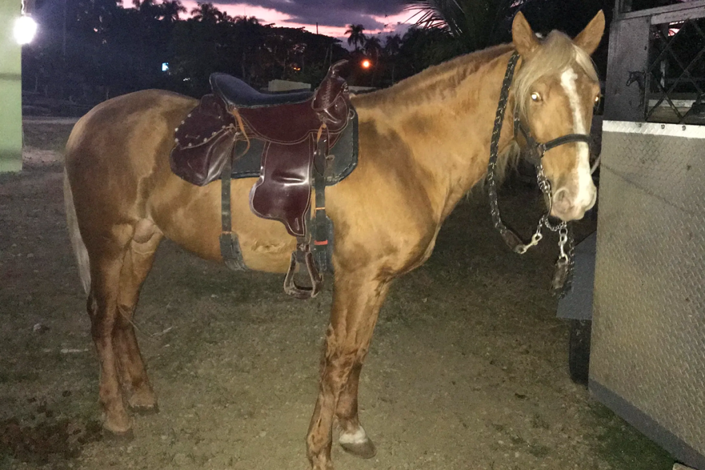 Beautiful horse at Rancho DM Horse Club - Emperador