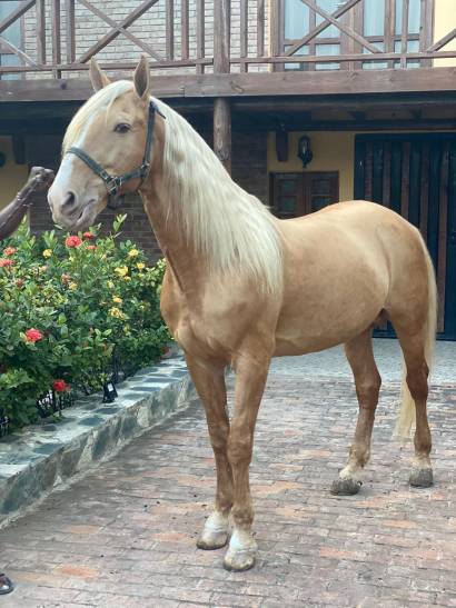 Rancho DM Horse Club horses