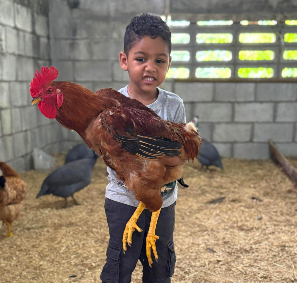 Small child with rooster