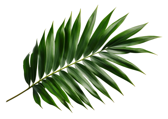 palm leaf clipart