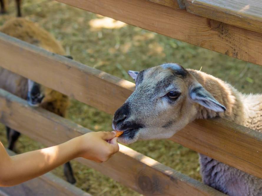 Cropped image of a boy in a yellow shirt feeding gentle animals at a petting zoo