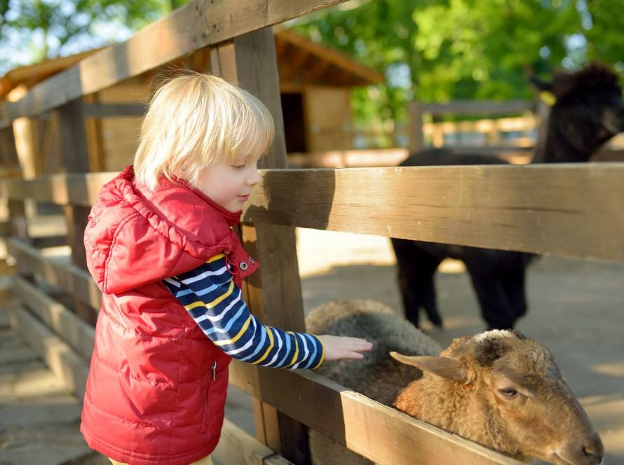 Child interacting with farm animals at an outdoor petting zoo